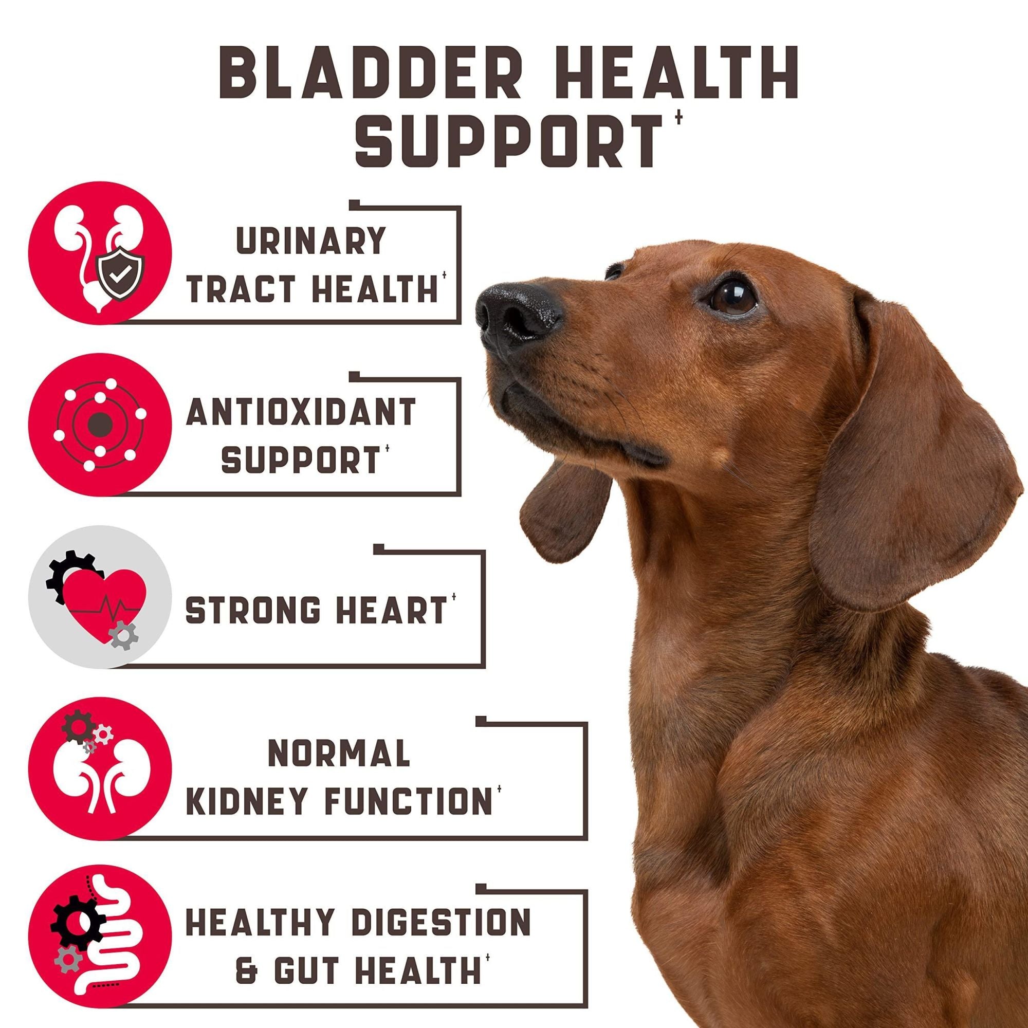 Natural Supplement Chews Aid for Urinary Tract Bladder